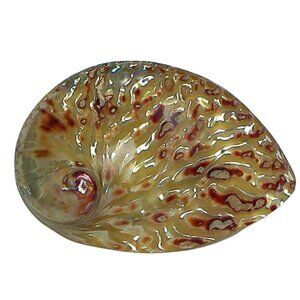 Polished Flame Midas Abalone Shell Specimen